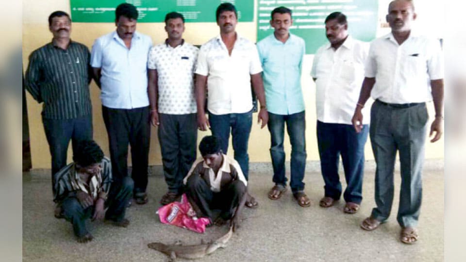 Two nabbed for trying to sell Monitor Lizard