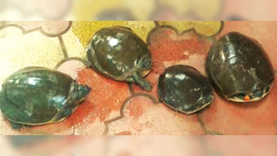 Man held for smuggling live Tortoises in Hunsur