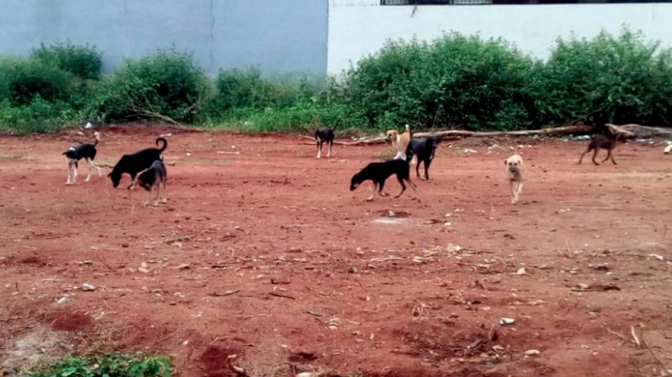 Stray dog menace in Ramakrishnanagar