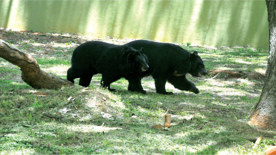 Himalayan bears Arun, Suchitra get new enclosure at Zoo