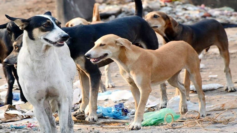 9 goats killed in dog attack