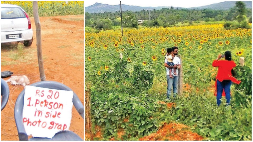 Sunflower field in Chamarajanagar kindles ‘Selfie’ business