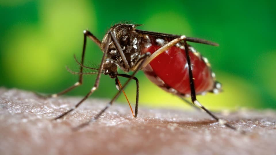Dengue claims life of 8-year-old girl