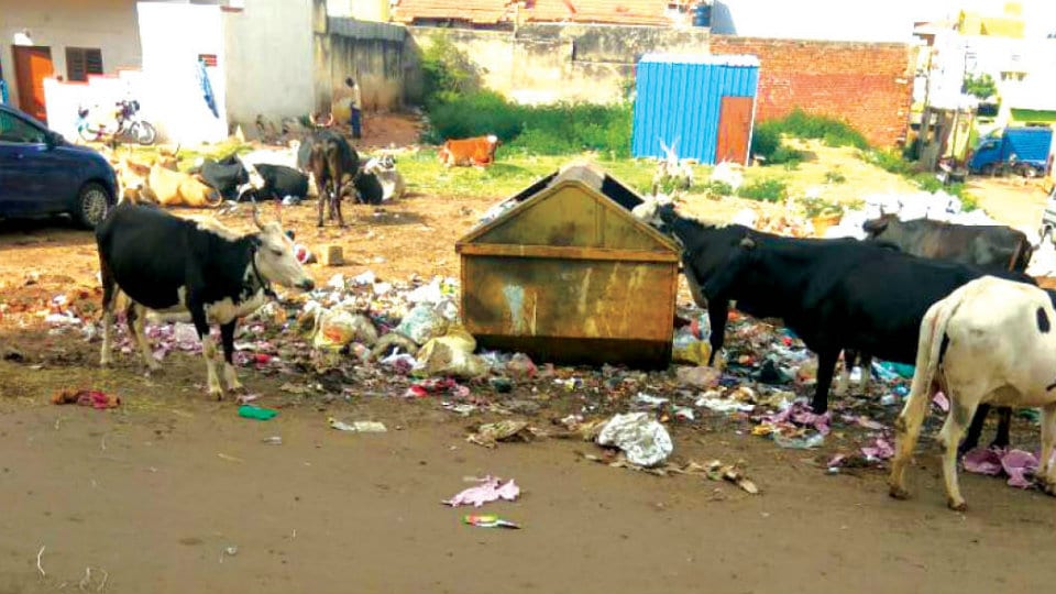 Plea to clear garbage on Basaveshwara Road