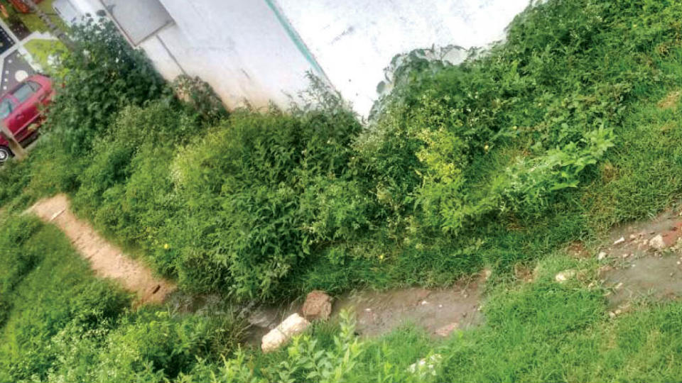 Sewage water, parthenium causing problems at Rajivnagar