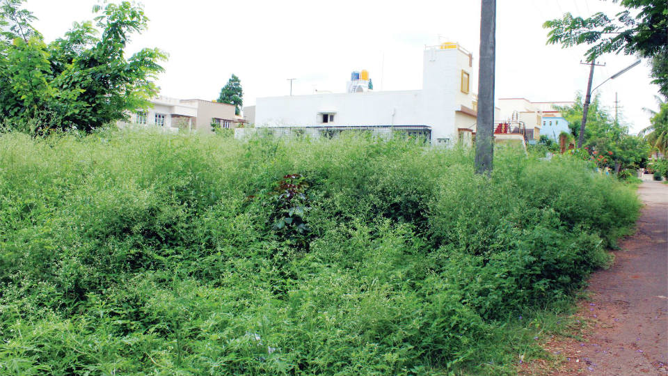 Address parthenium and garbage menace in vacant sites