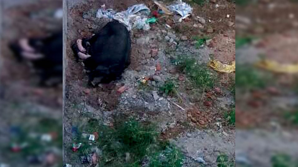 Pig menace in Rajiv Nagar