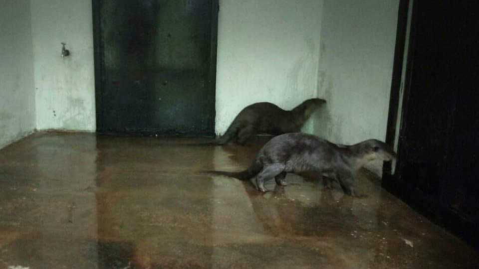 Smooth Coated Otters from Gujarat find new home at Mysuru Zoo