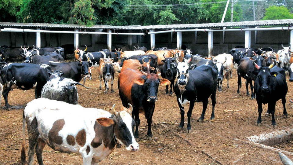 Court sends cattle smuggler to work in Pinjarapole for a day!