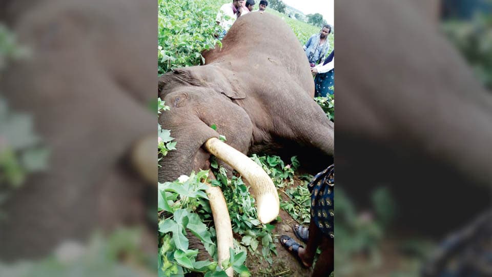 Tusker electrocuted
