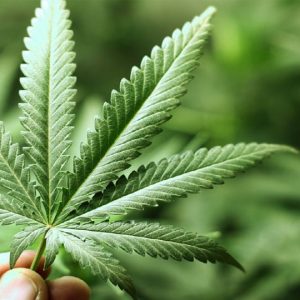 Attempt to sell ganja: Two held