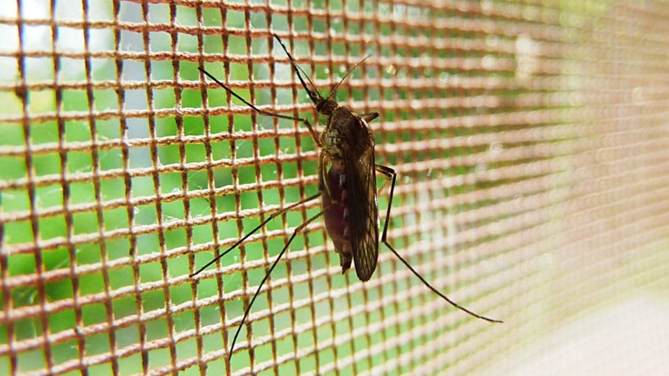 Protection against Dengue: Anganawadi Centres in District to get mosquito nets