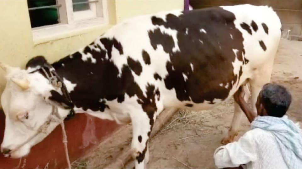 This cow at Sajjehundi village yields milk without a calf !
