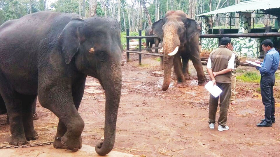 Early Dasara this year: Royal treatment for jumbos at elephant camps: DCF