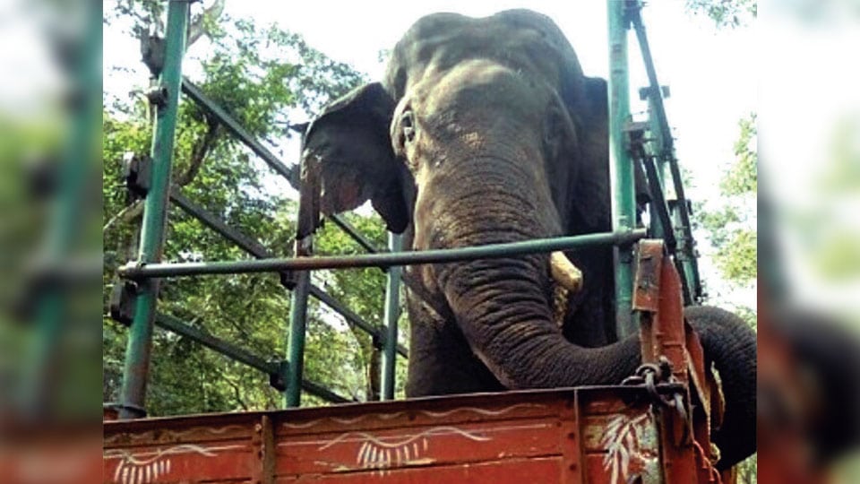 Single-tusked elephant from Kodagu brought to Bandipur