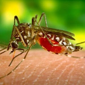 National Dengue Day today: Enjoy monsoon but beware of Dengue
