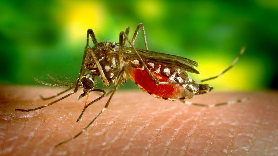 Five-year-old girl dies of suspected dengue, villagers stage rasta-roko