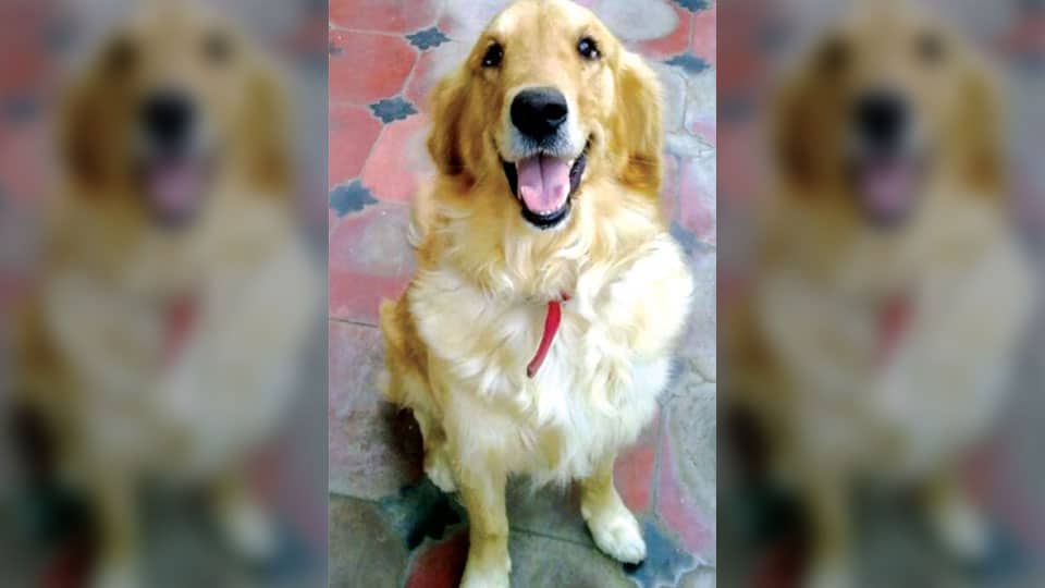 Pet dog stolen from house in Dattagalli