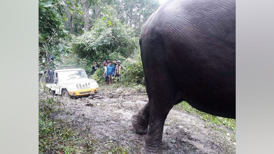 Elephant Abhimanyu tows van stuck in slush in forest