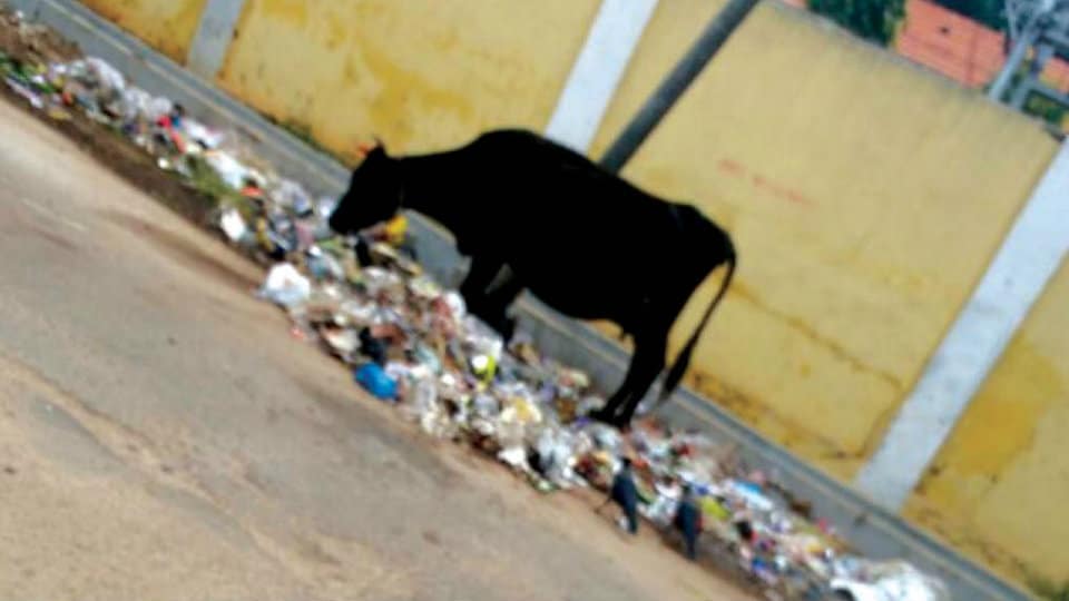 Garbage near Silk Factory needs to be cleared