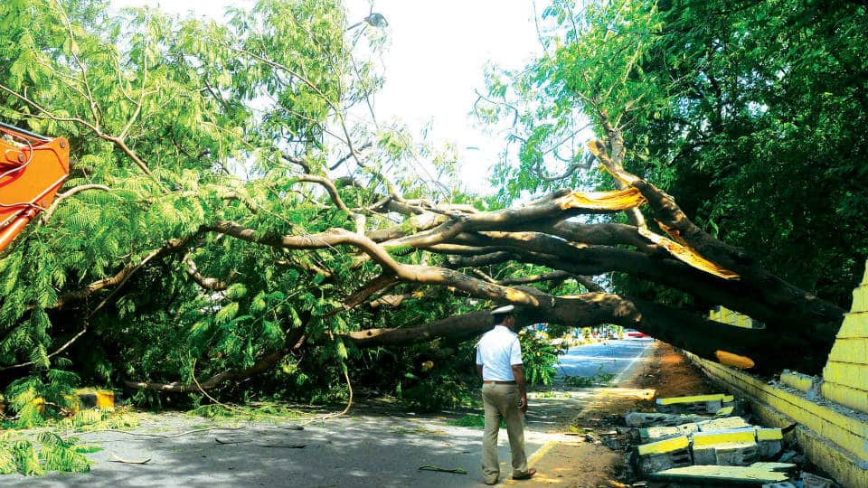 Huge tree comes crashing down on JLB Road