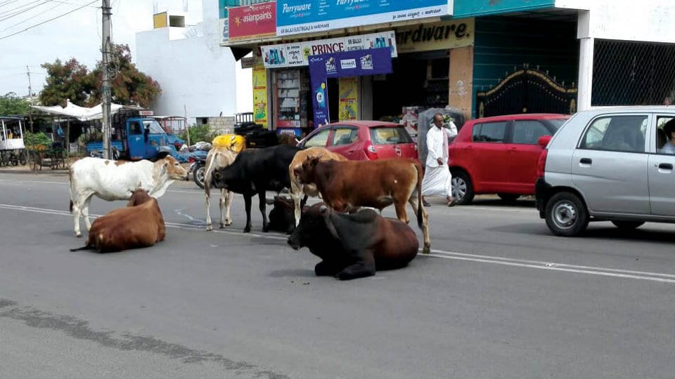Stray cattle menace on Rajivnagar Main Road