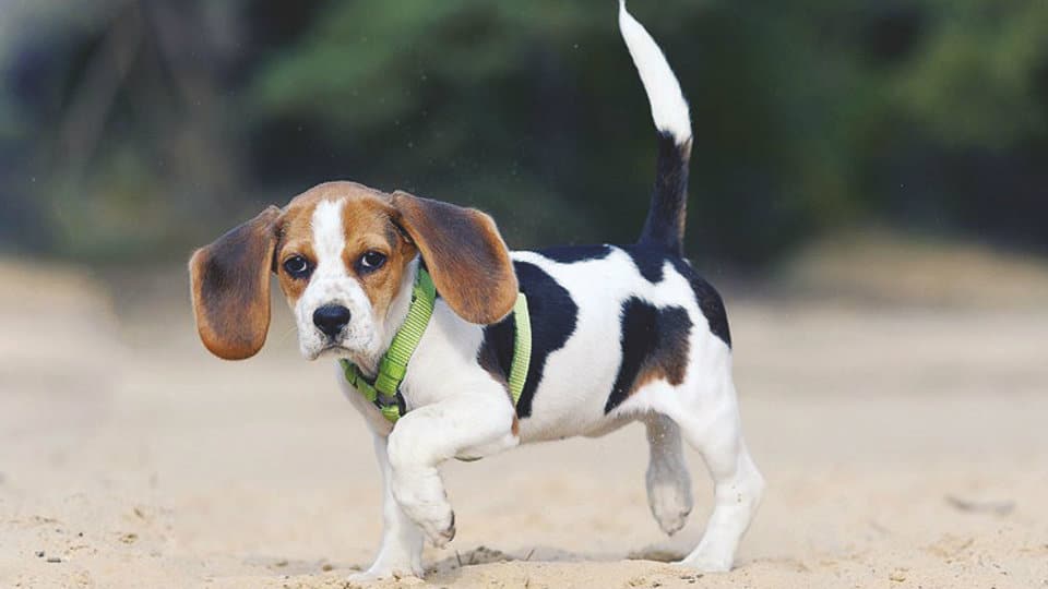 Pet talk: In this week’s Pet Talk, Maneka explains why dogs start limping
