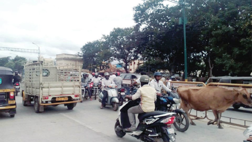 Ease traffic on Sayyaji Rao Road