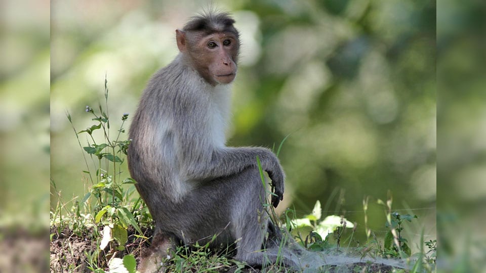 The Common Bonnet Monkey of South India may soon become an ‘Endangered Species’