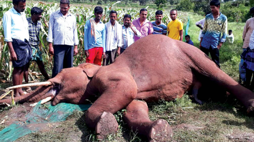 Tusker electrocuted in H.D. Kote