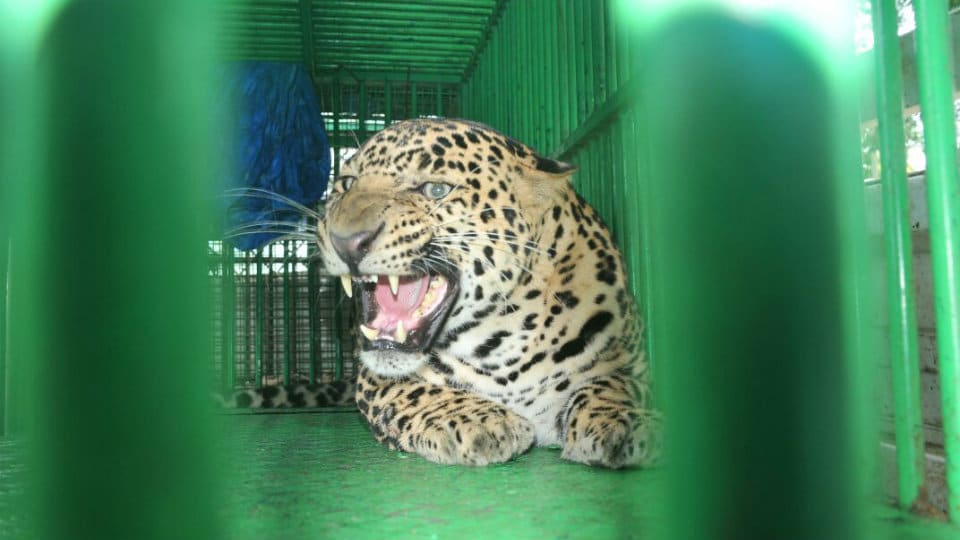 22 leopards trapped in two years in Mysuru division