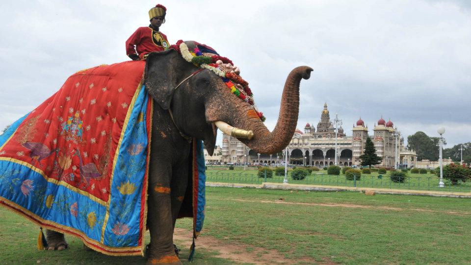 Second batch of Dasara elephants to arrive on Aug. 31