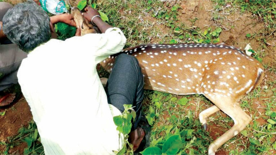 Deer killed in bike accident