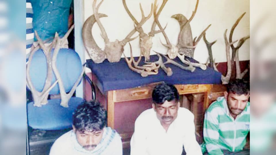 Three held for selling antlers, horns of wild animals