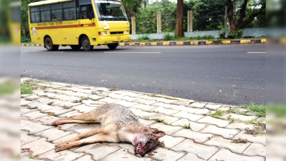 Jackal dies in roadkill near Manasagangothri