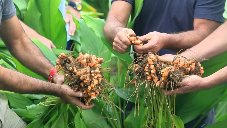 Programme on Quality Planting Material and Crop Production in Turmeric held