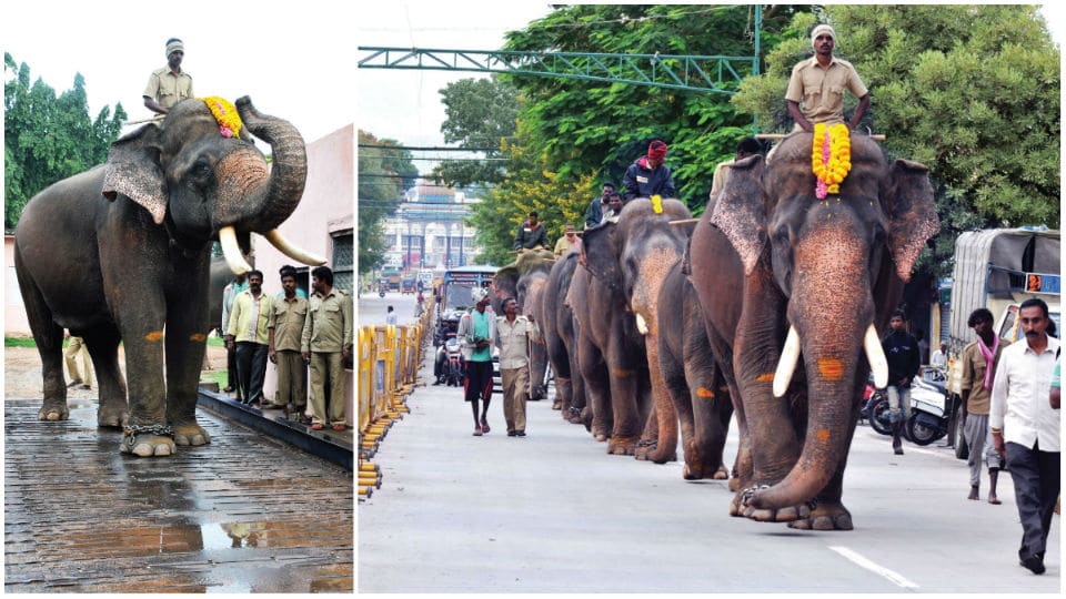 Dasara jumbos on a weight-and-watch mission
