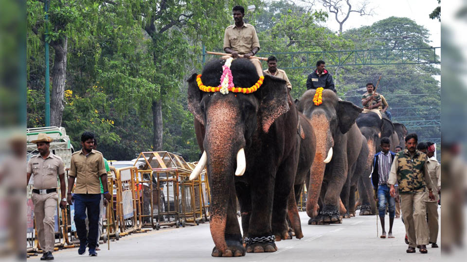 Training for Dasara elephants on Jumboo Savari route begins