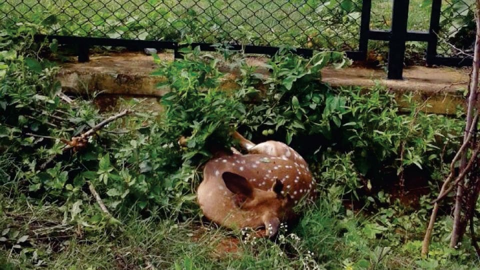 Deer found dead in Bogadi