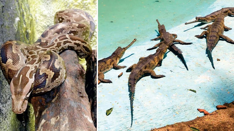 Mysuru Zoo gets reptiles from Tamil Nadu