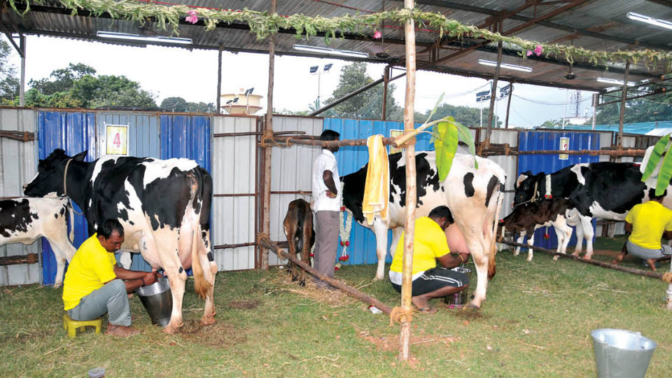 Dasara Milking Contest: Bengaluru cow yields 34.650 kg milk, stands first