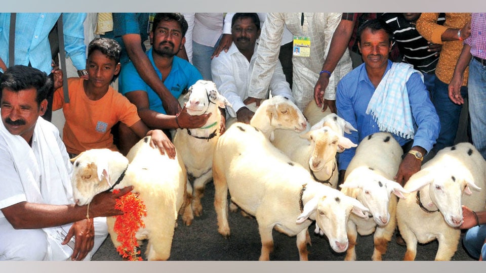 Raitha Dasara: All eyes on Bandur sheep