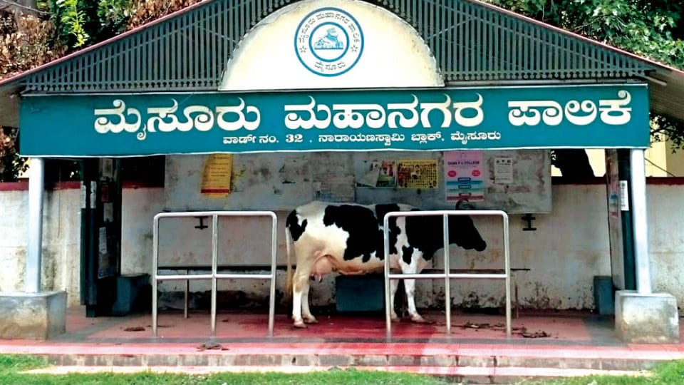 Bus shelter turns into cow shelter on Valmiki Road