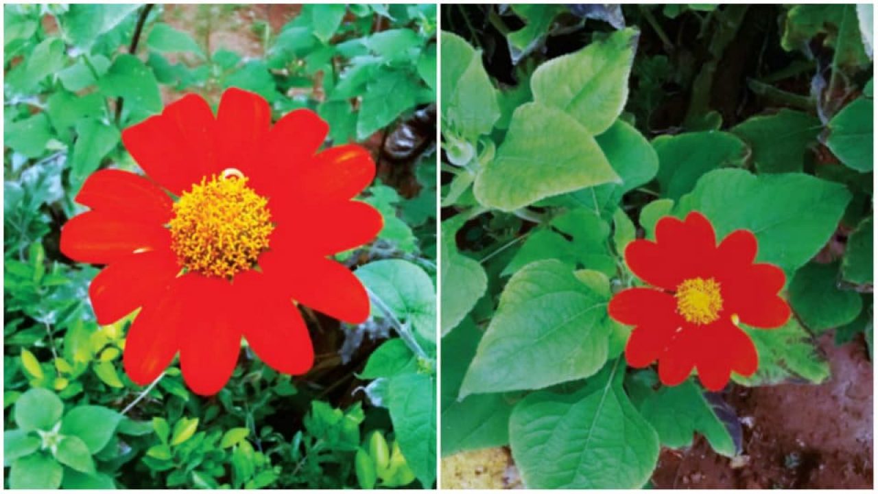 The Mexican Sunflower - Star of Mysore