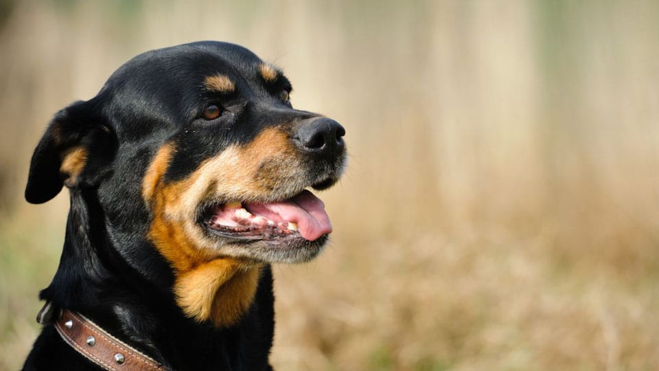 Echo of Rottweiler attack on baby: Henceforth pet dog owners must have licence