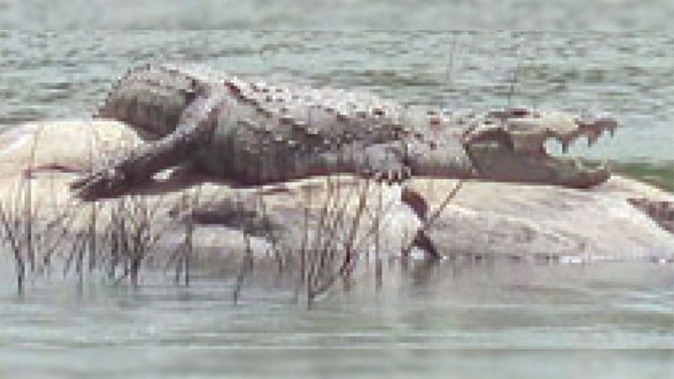 Huge crocodile appears in Cauvery River near Koppa Gate