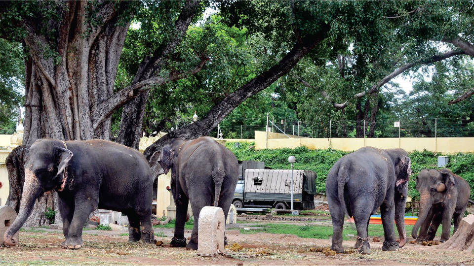 Forest Dept. reluctant to take back three Palace elephants