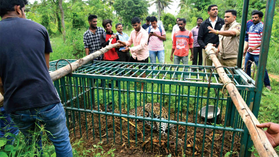 Leopard trapped, released into Nagarahole forest
