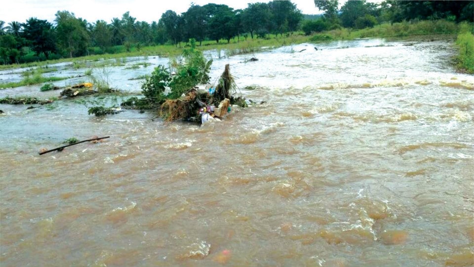 Virija, Hullahalli Canals breach due to heavy rain