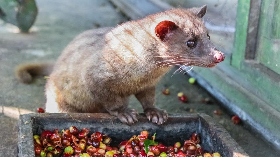 World’s most expensive coffee, made of civet cat poop, now available in Kodagu